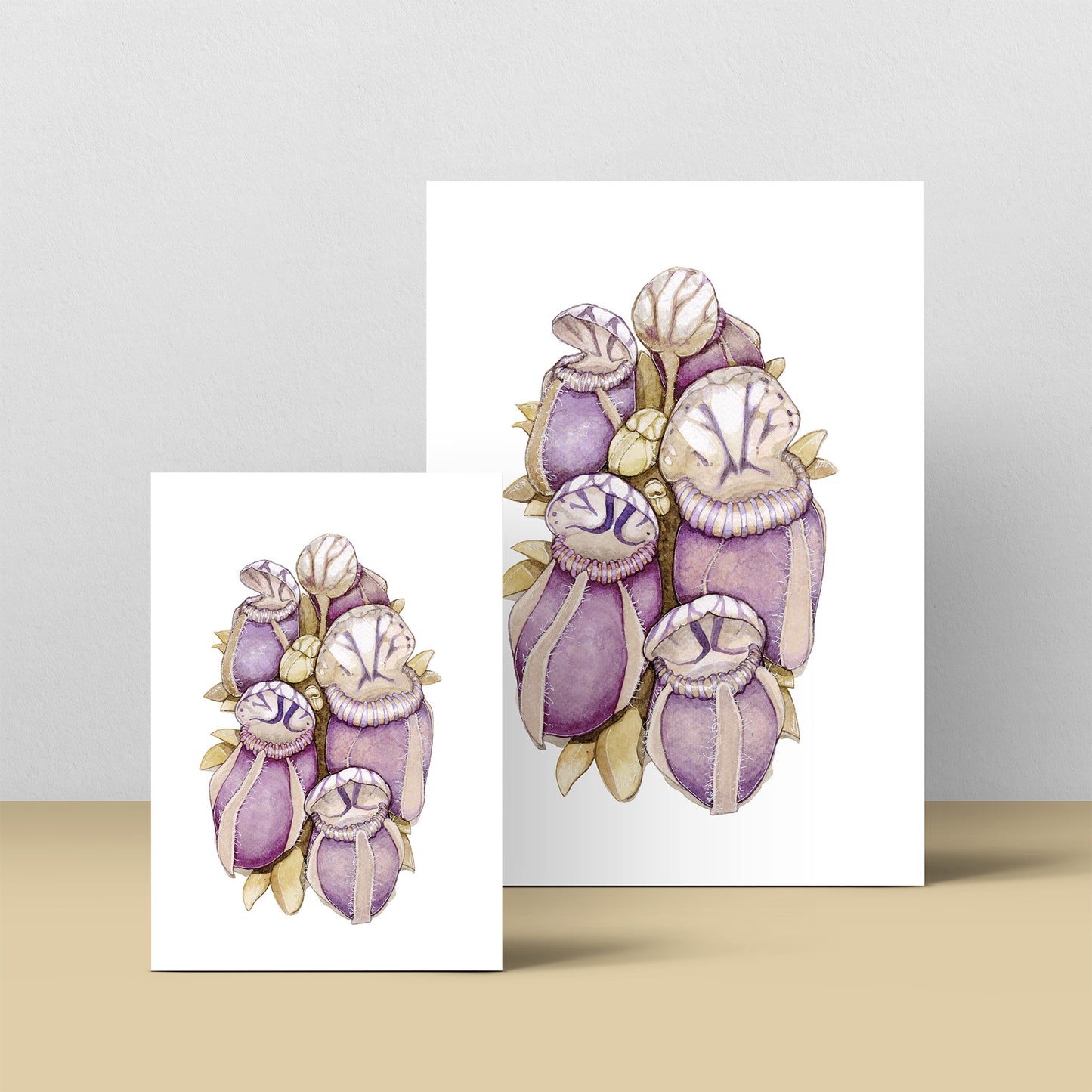 Cephalotus Folicularis