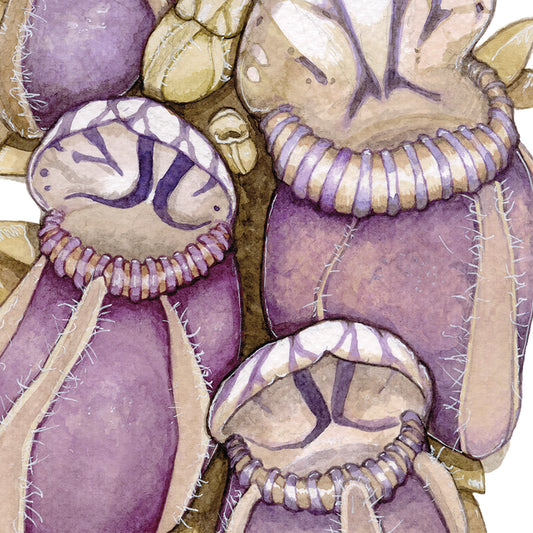 Cephalotus Folicularis