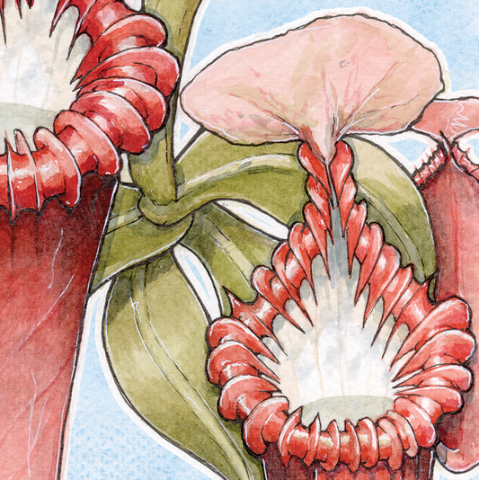 Nepenthes Edwardsiana - soft blue