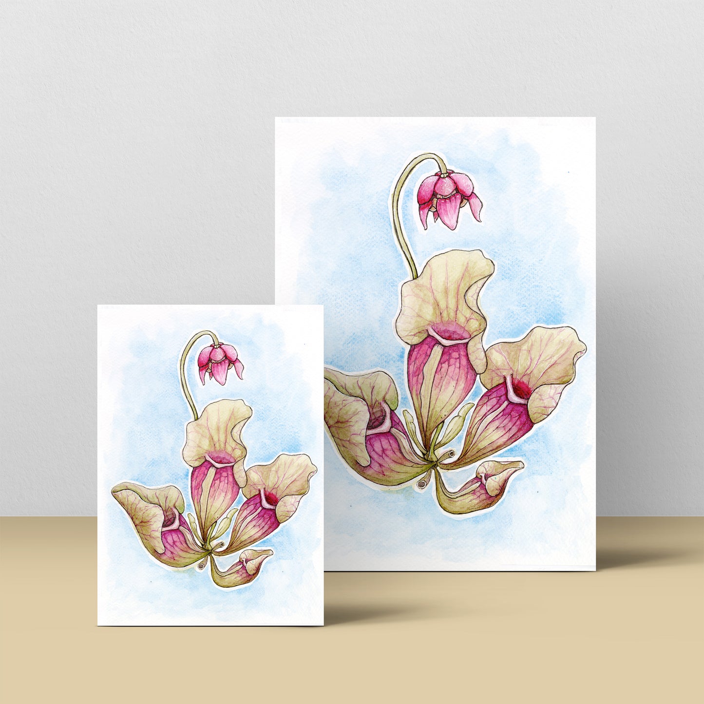 Sarracenia Purpurea - Soft Blue