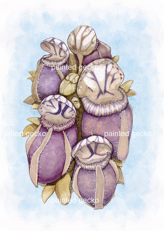 Cephalotus Follicularis - Soft Blue