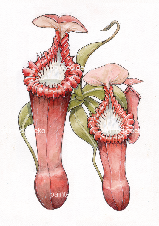 Nepenthes Edwardsiana