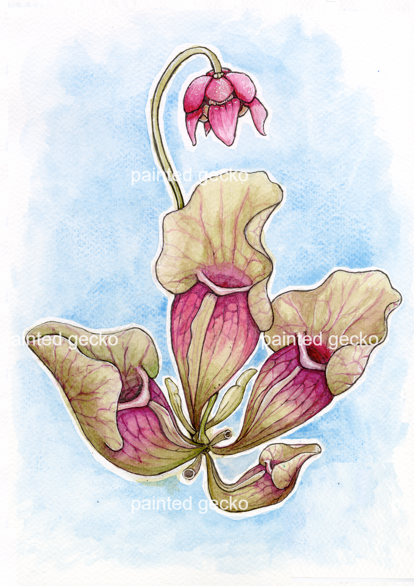 Sarracenia Purpurea - Soft Blue