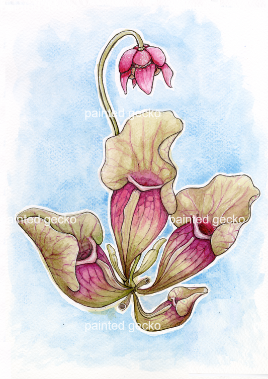 Sarracenia Purpurea - Soft Blue