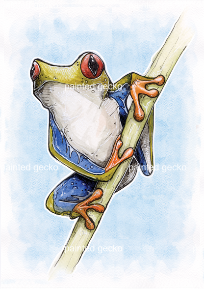 Red Eyed Tree Frog