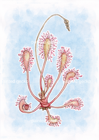 Drosera Anglica - Soft Blue