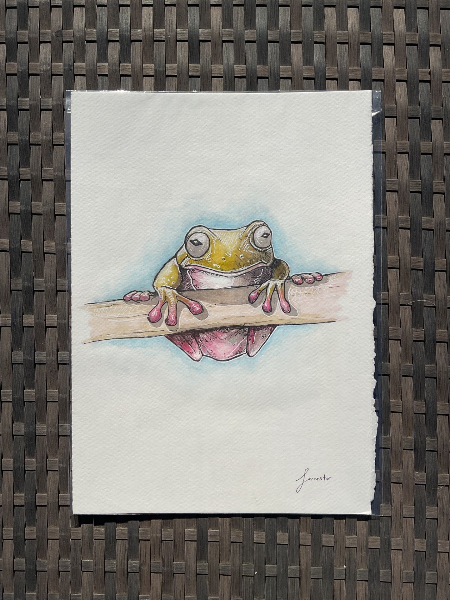 green tree frog (original) UK only.