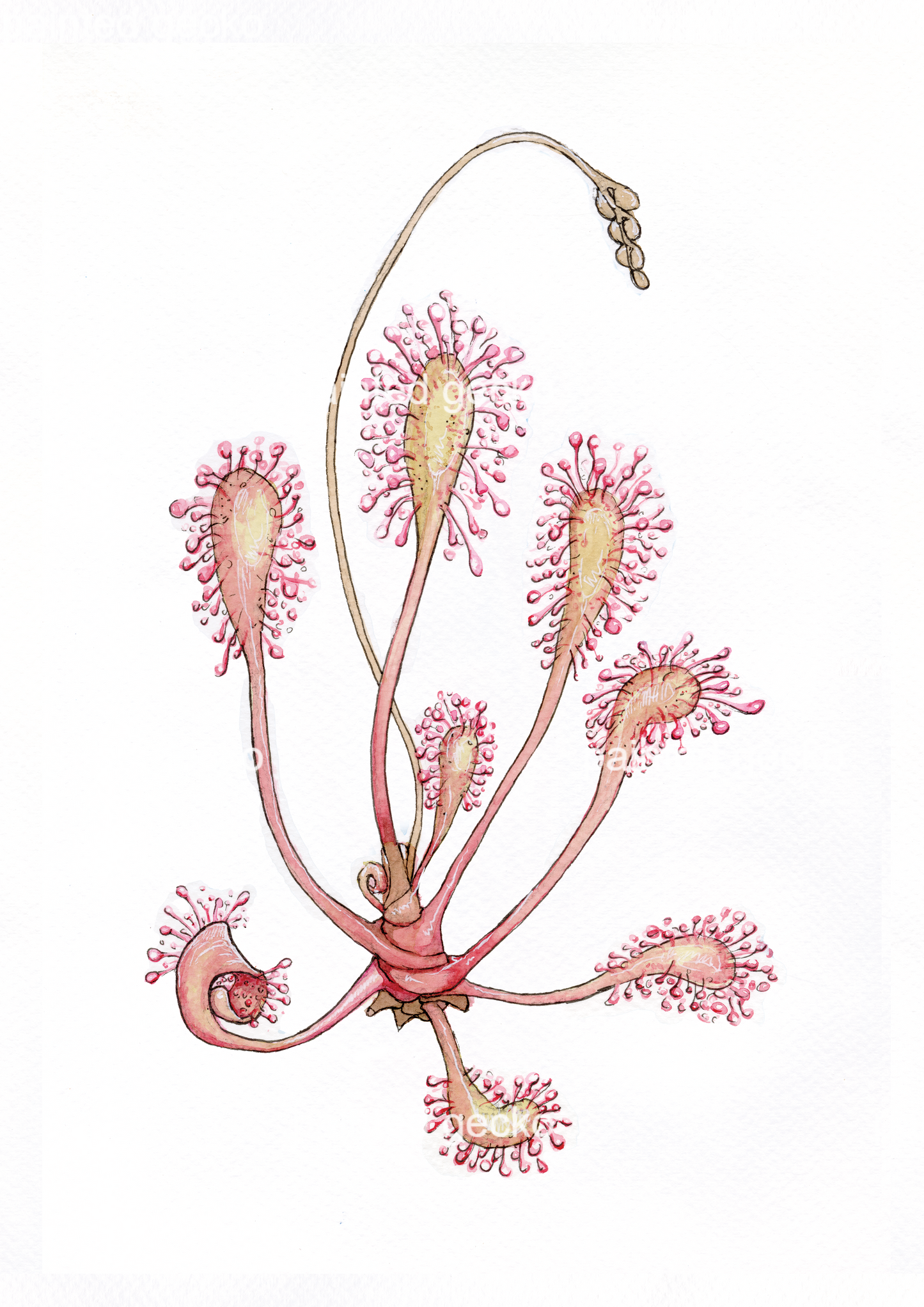 Drosera Anglica