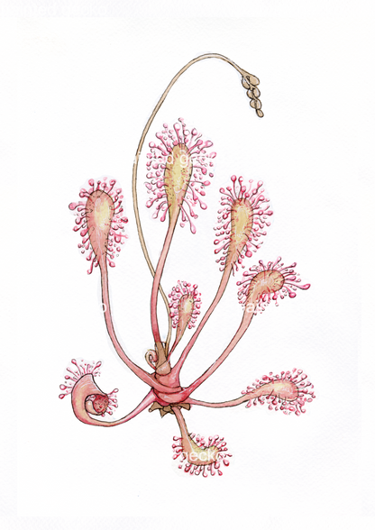 Drosera Anglica