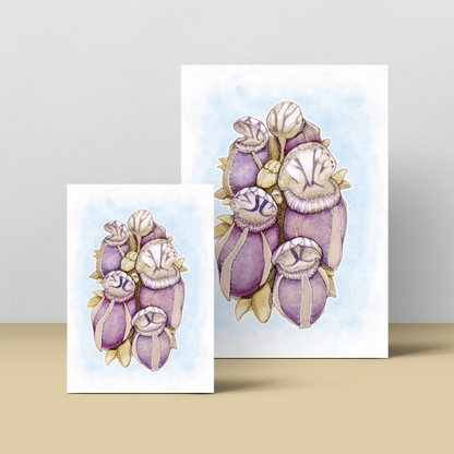 Cephalotus Follicularis - Soft Blue