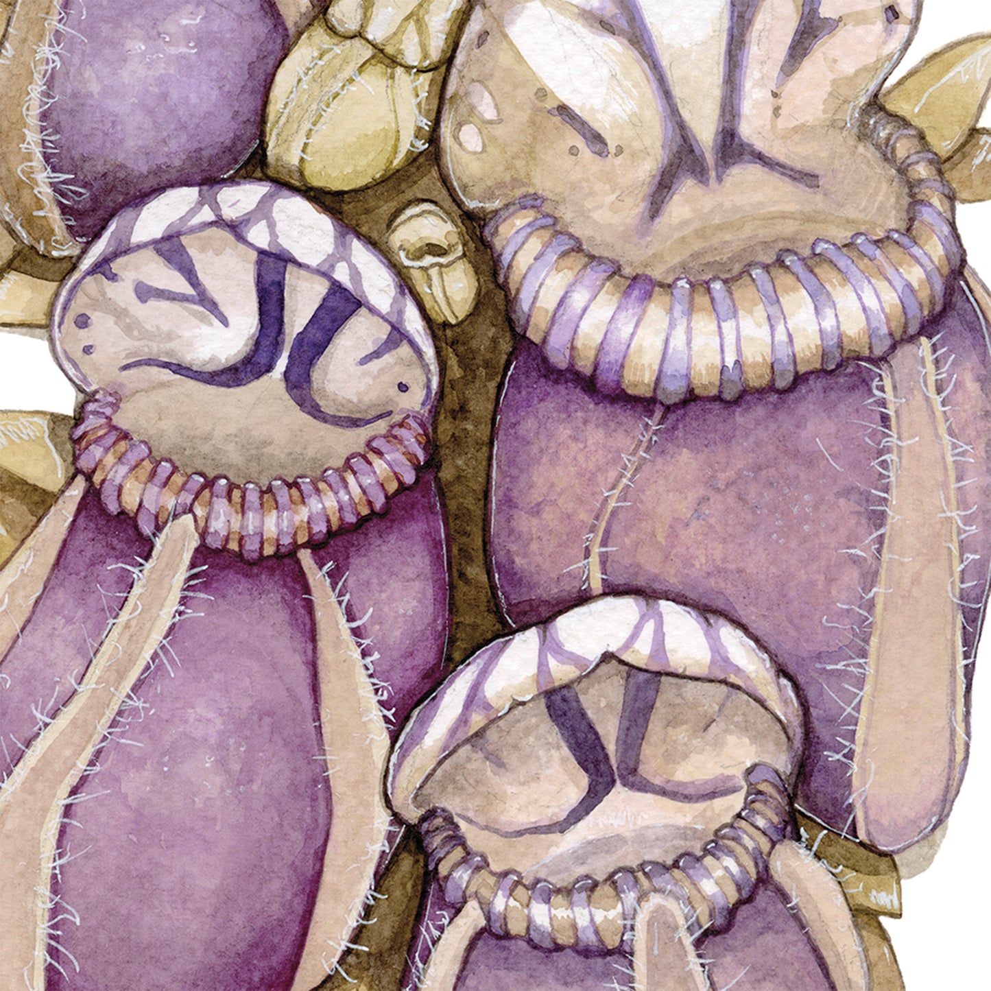 Cephalotus Folicularis