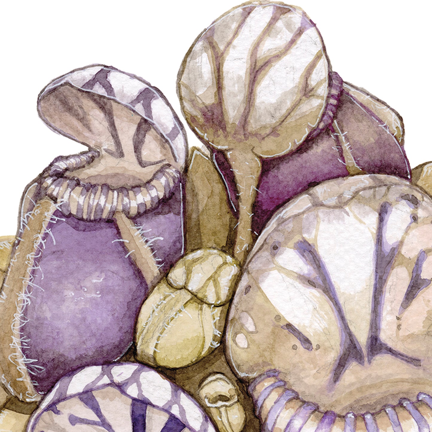 Cephalotus Folicularis