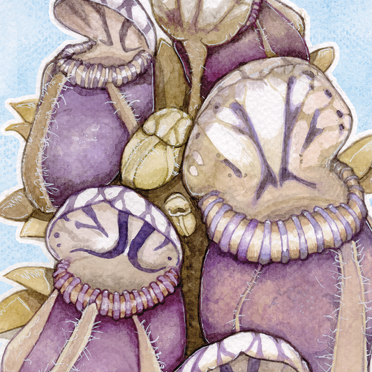 Cephalotus Follicularis - Soft Blue