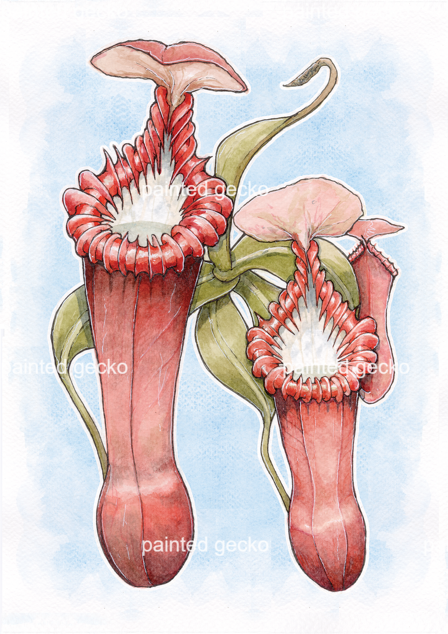 Nepenthes Edwardsiana - soft blue