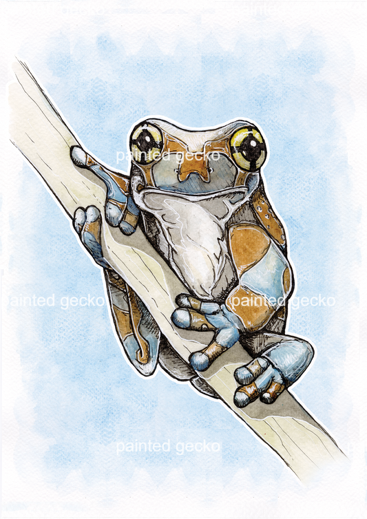 Milk Frog