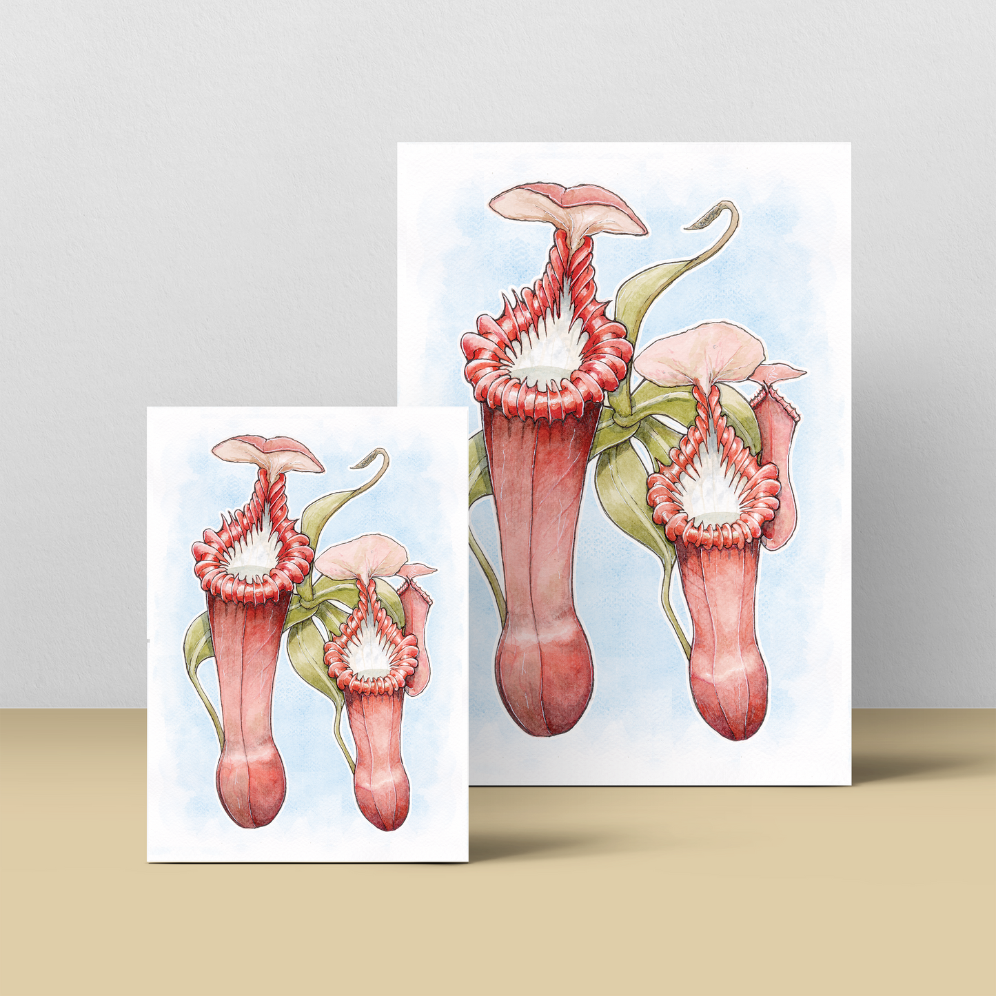 Nepenthes Edwardsiana - soft blue