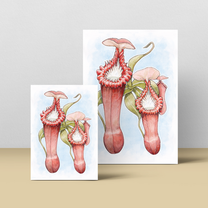 Nepenthes Edwardsiana - soft blue