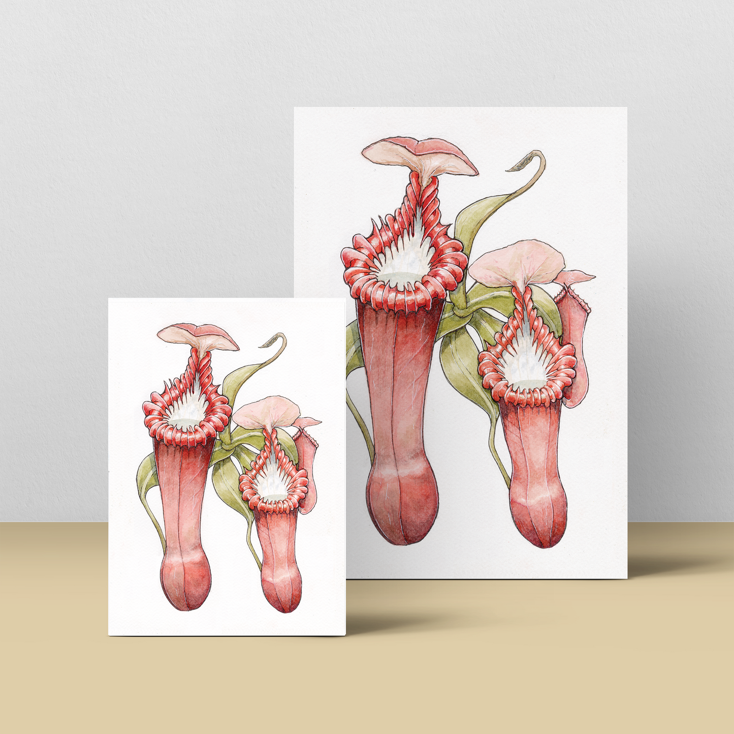 Nepenthes Edwardsiana