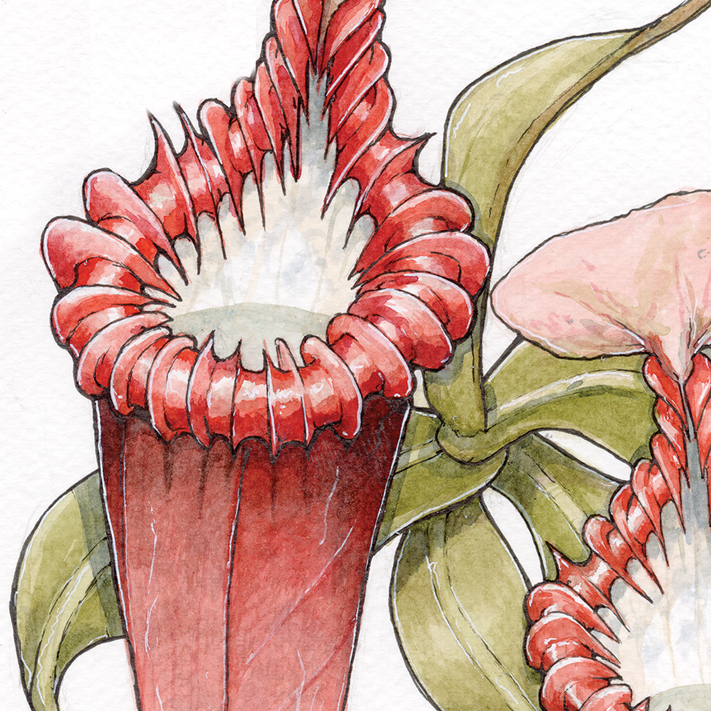 Nepenthes Edwardsiana