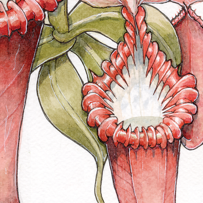 Nepenthes Edwardsiana