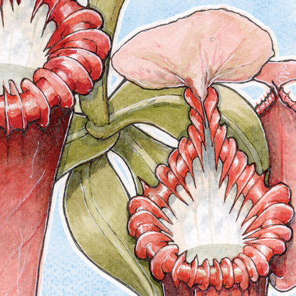 Nepenthes Edwardsiana - soft blue