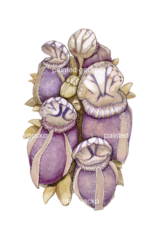 Cephalotus Folicularis