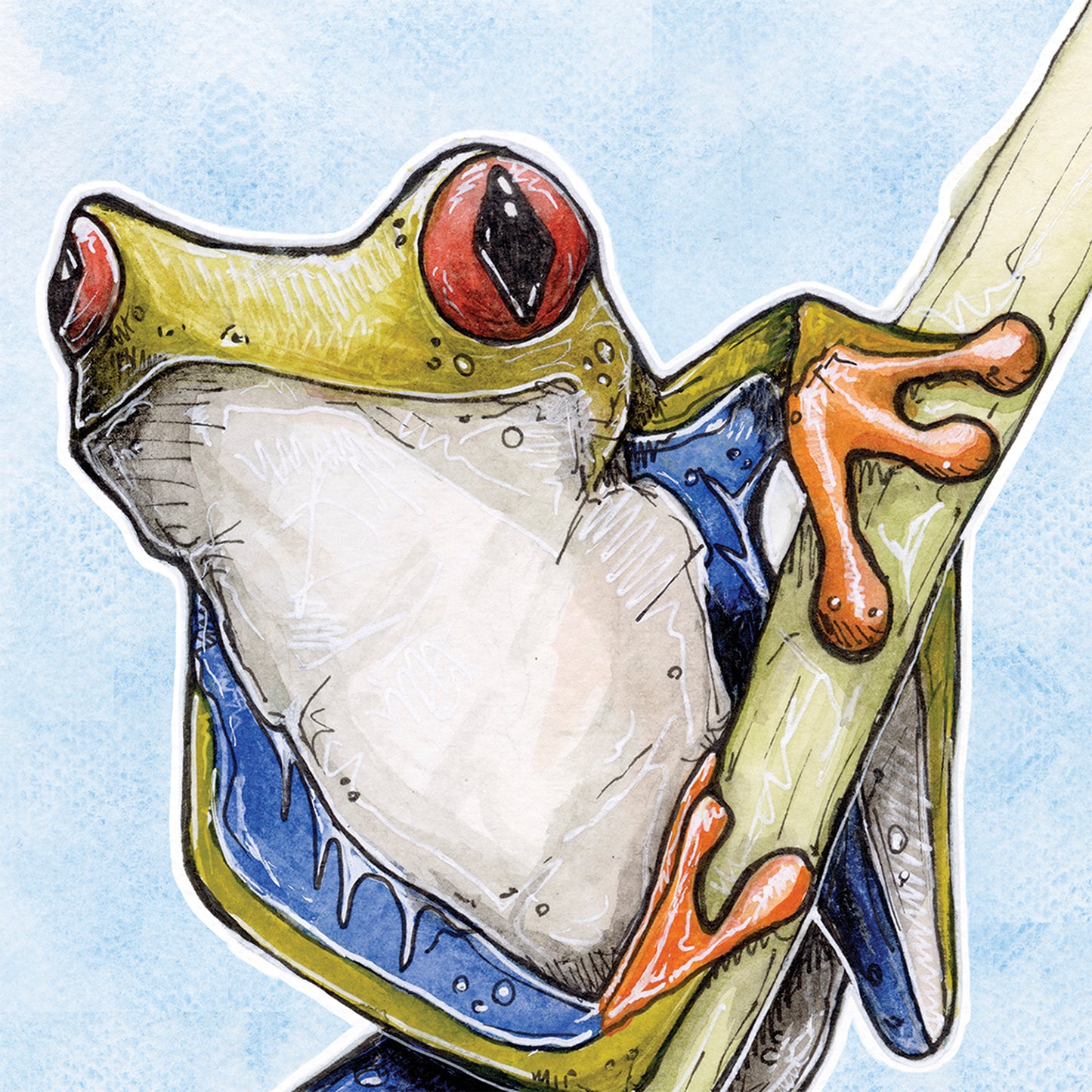 Red Eyed Tree Frog