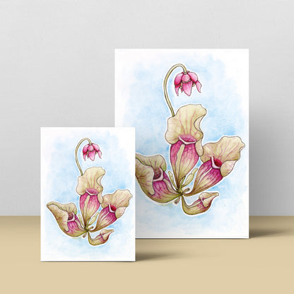 Sarracenia Purpurea - Soft Blue