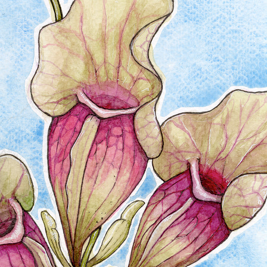 Sarracenia Purpurea - Soft Blue