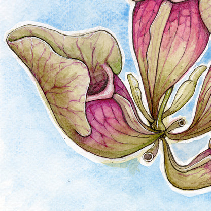 Sarracenia Purpurea - Soft Blue