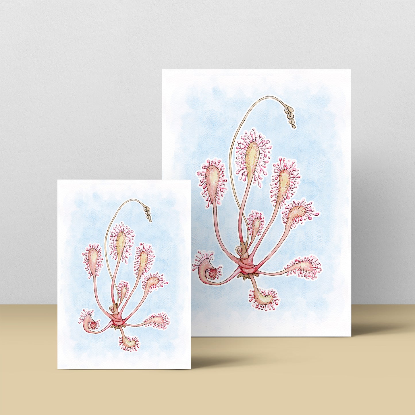 Drosera Anglica - Soft Blue