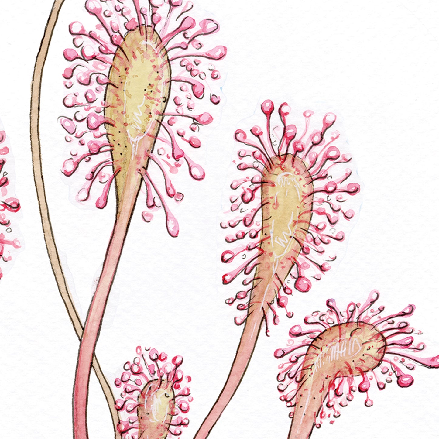 Drosera Anglica