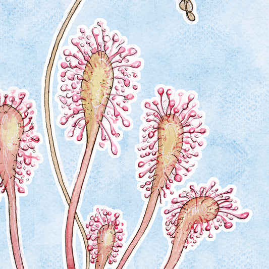 Drosera Anglica - Soft Blue