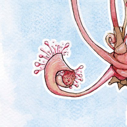 Drosera Anglica - Soft Blue